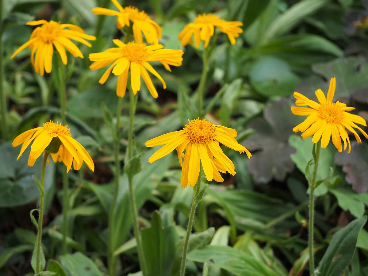 Жълти цветове на арника (Arnica montana)