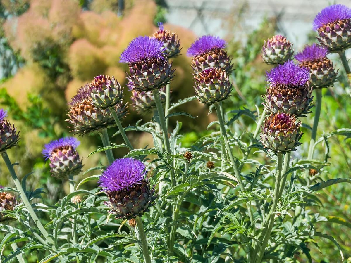 Цъфтящ артишок (Cynara scolymus)