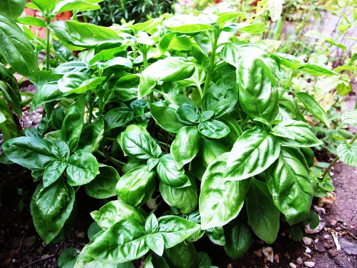 Зелено растение босилек (Ocimum basilicum)