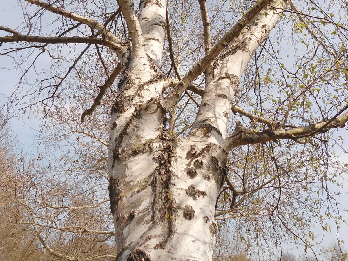 Бреза лист (Betula pendula) — реална ботаническа фотография