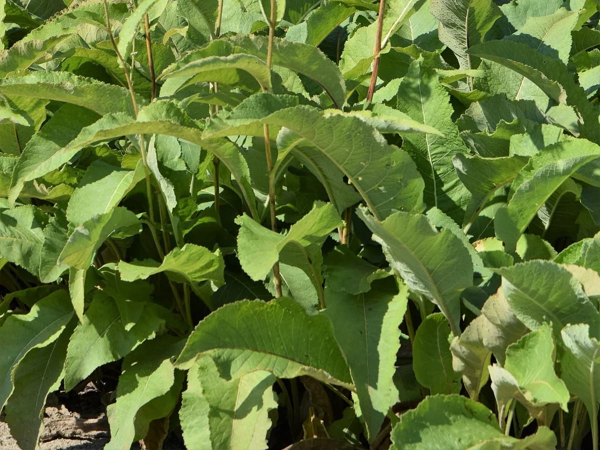 Листа и стъбла на бял оман (Inula helenium)