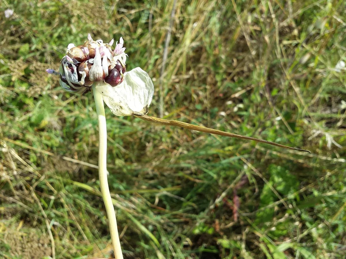 Съцветие с въздушни луковички на чесън (Allium sativum)