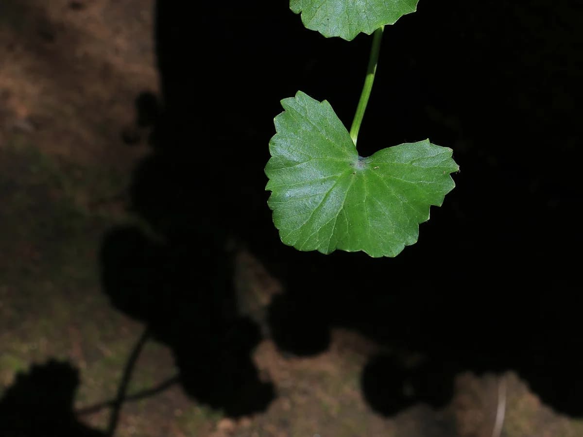Готу кола (Centella asiatica) — реална ботаническа фотография