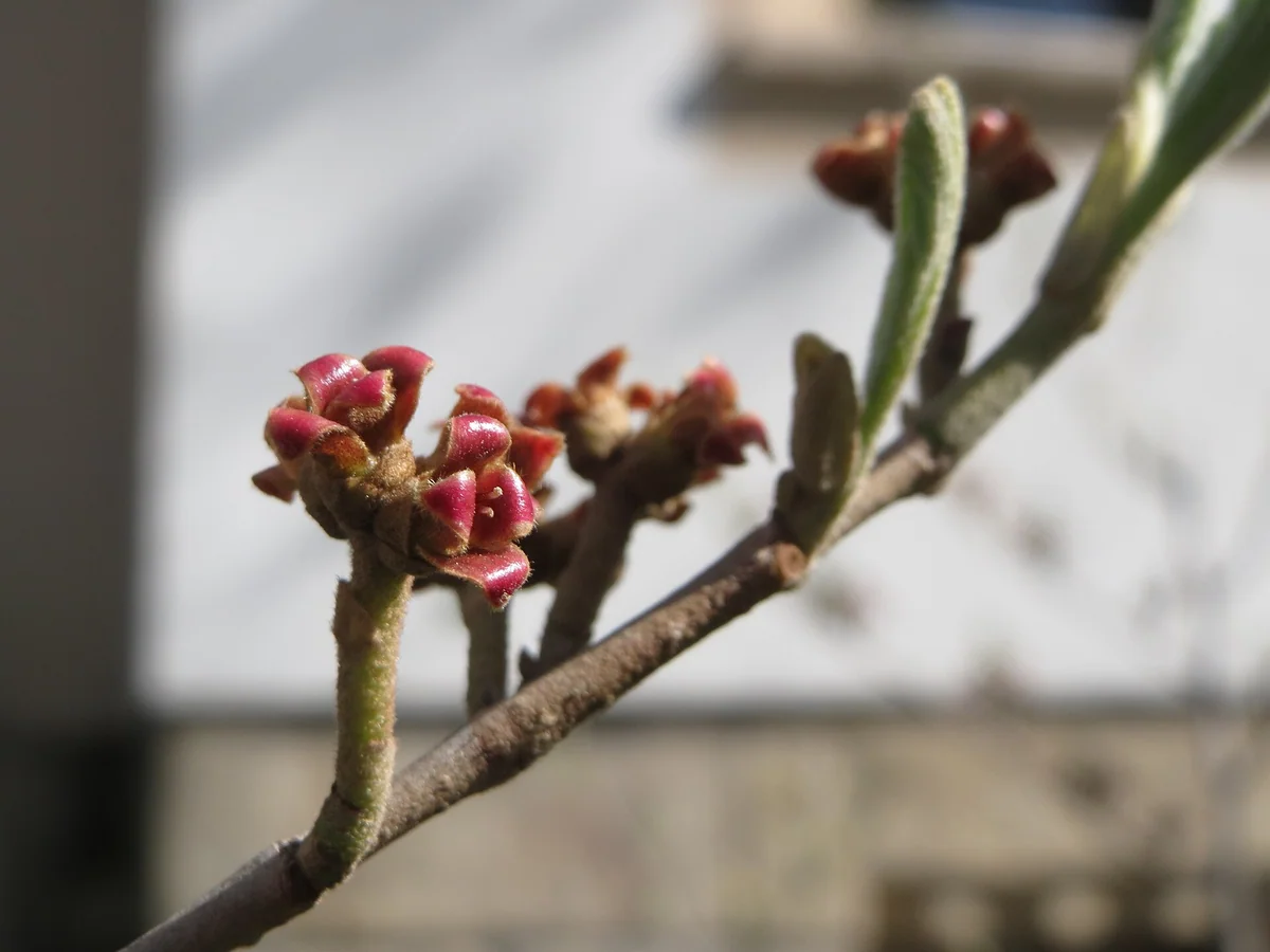 Хамамелис (Hamamelis virginiana) — характерни ботанически белези