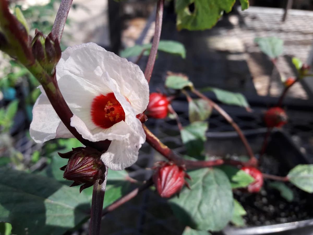 Хибискус (Hibiscus sabdariffa) — реална ботаническа фотография