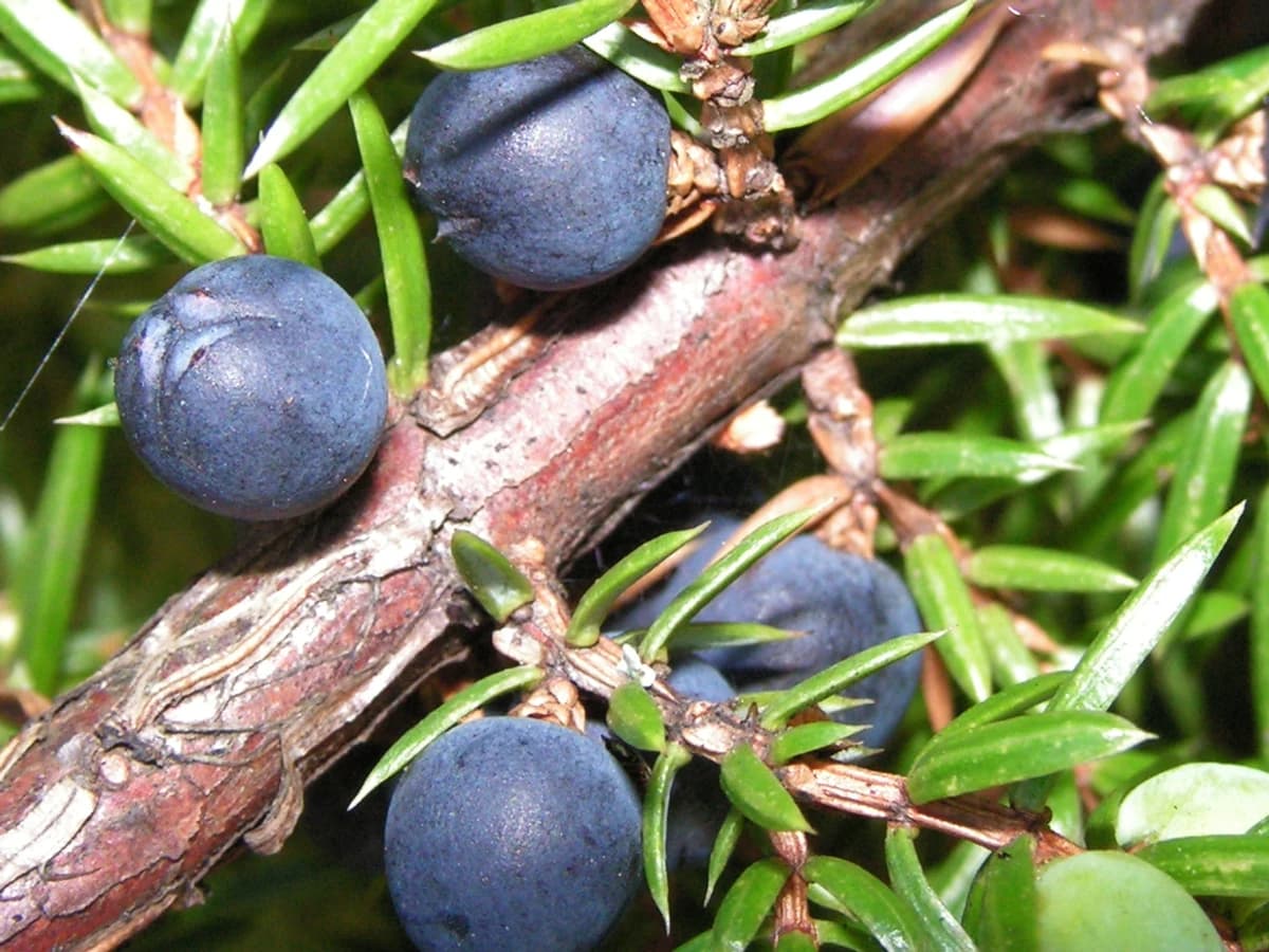 Хвойна (Juniperus communis) — характерни ботанически белези