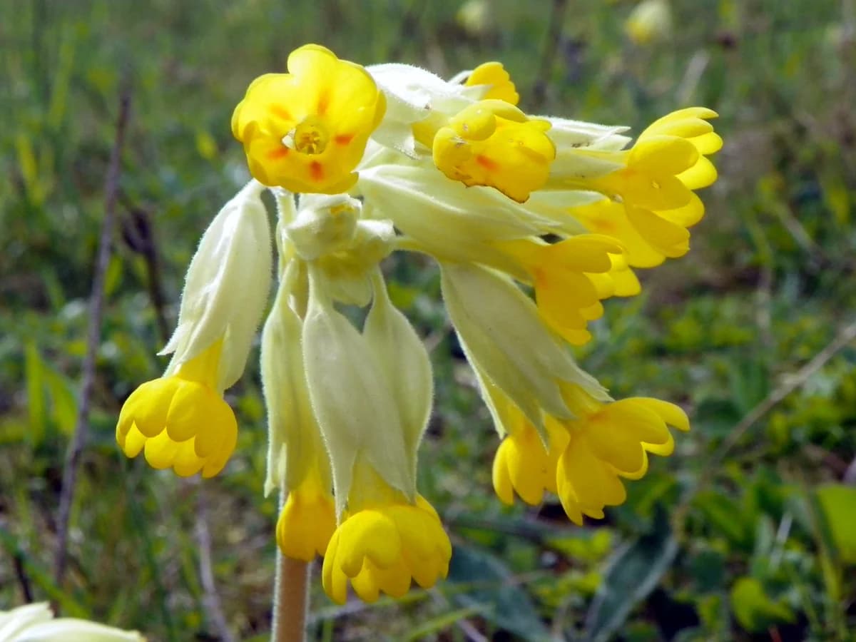 Иглика (Primula veris) — характерни ботанически белези