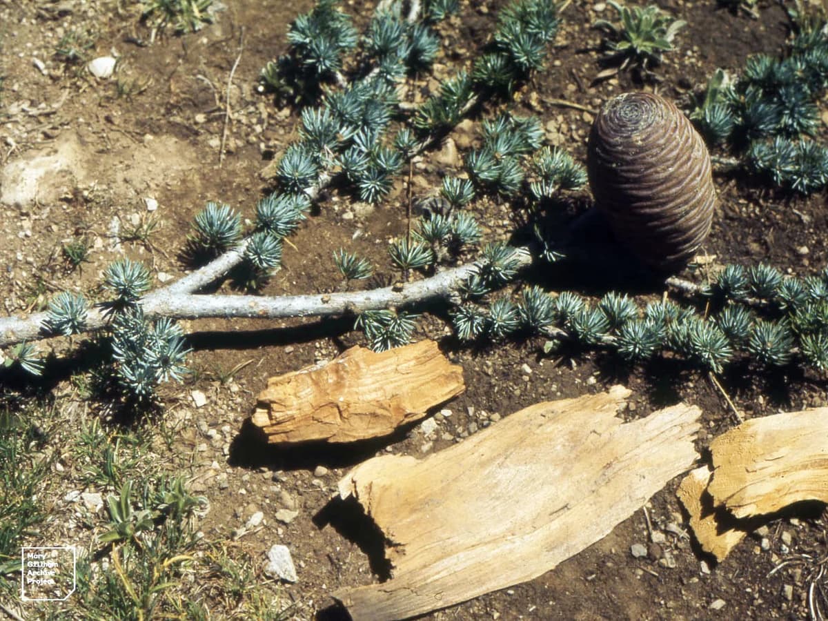 Кедър (Cedrus atlantica) — реална ботаническа фотография