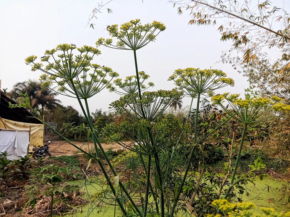 Копър (Anethum graveolens) — характерни ботанически белези