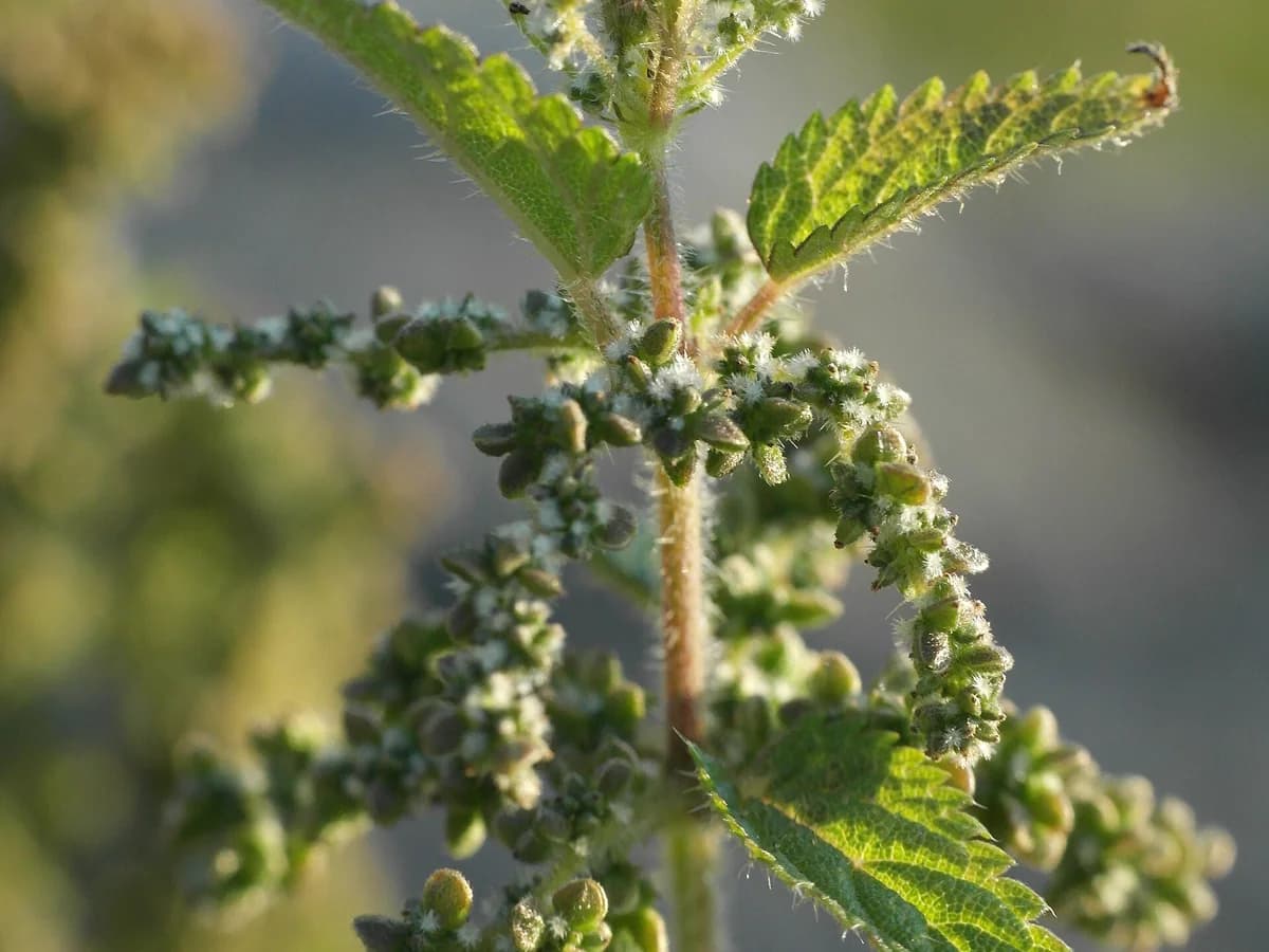 Листа и стъбла на коприва (Urtica dioica)
