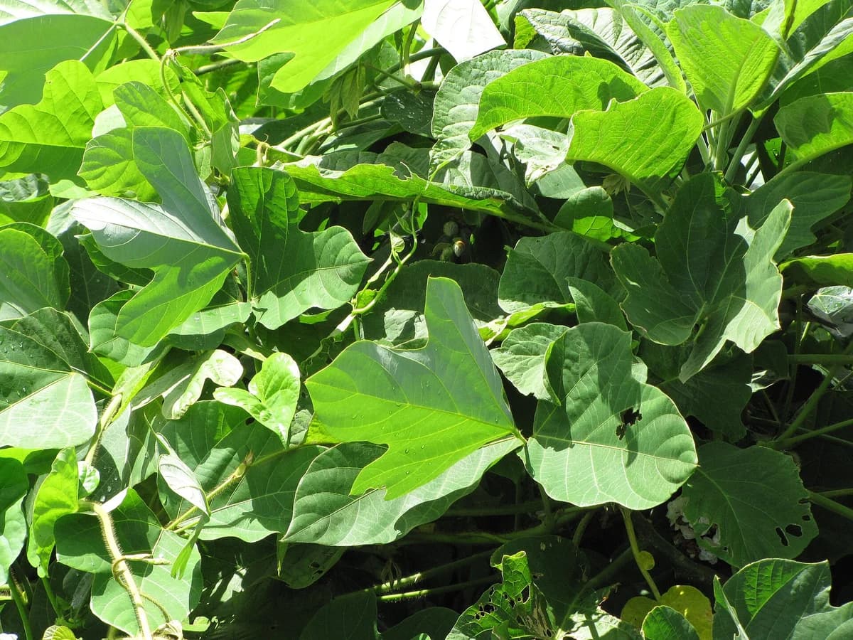 Кудзу (Pueraria montana var. lobata) — реална ботаническа фотография