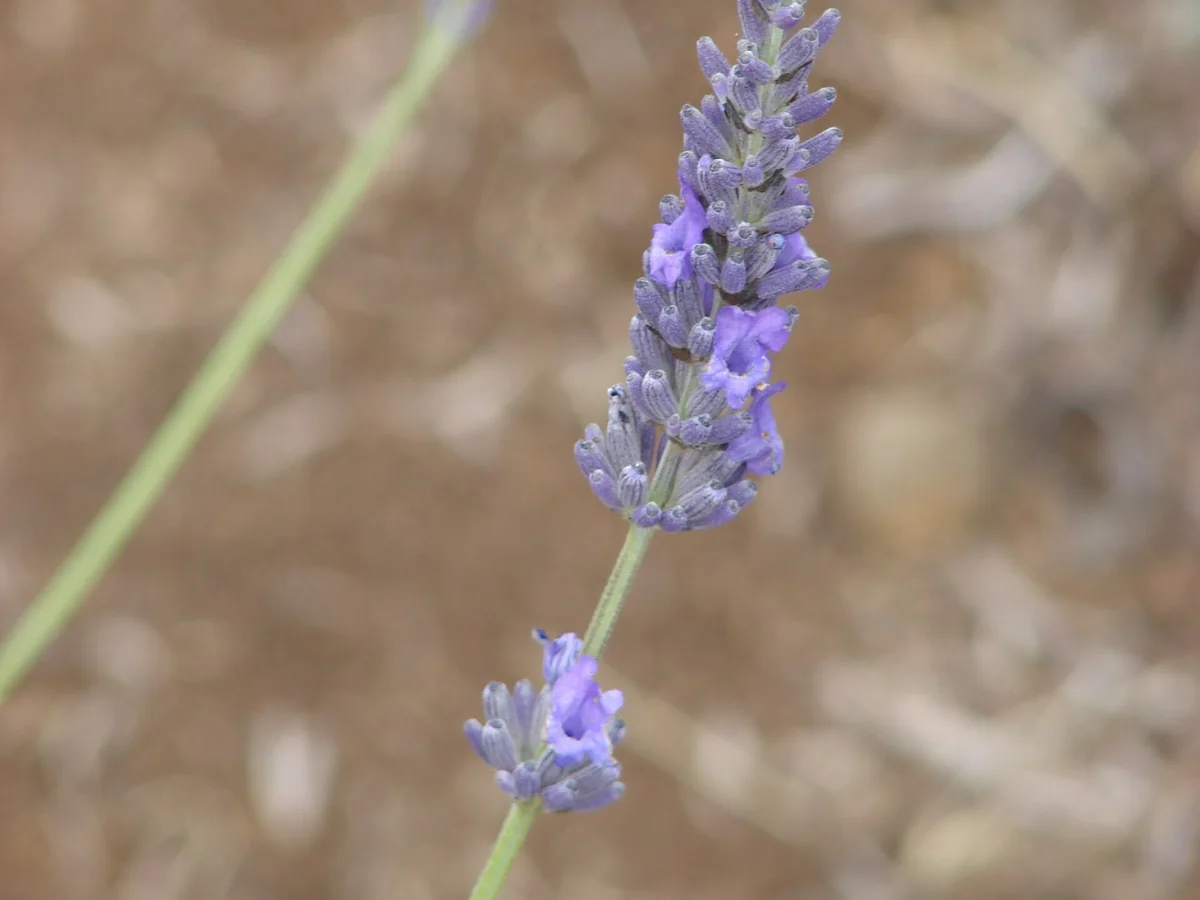 Цъфтяща лавандула (Lavandula angustifolia)