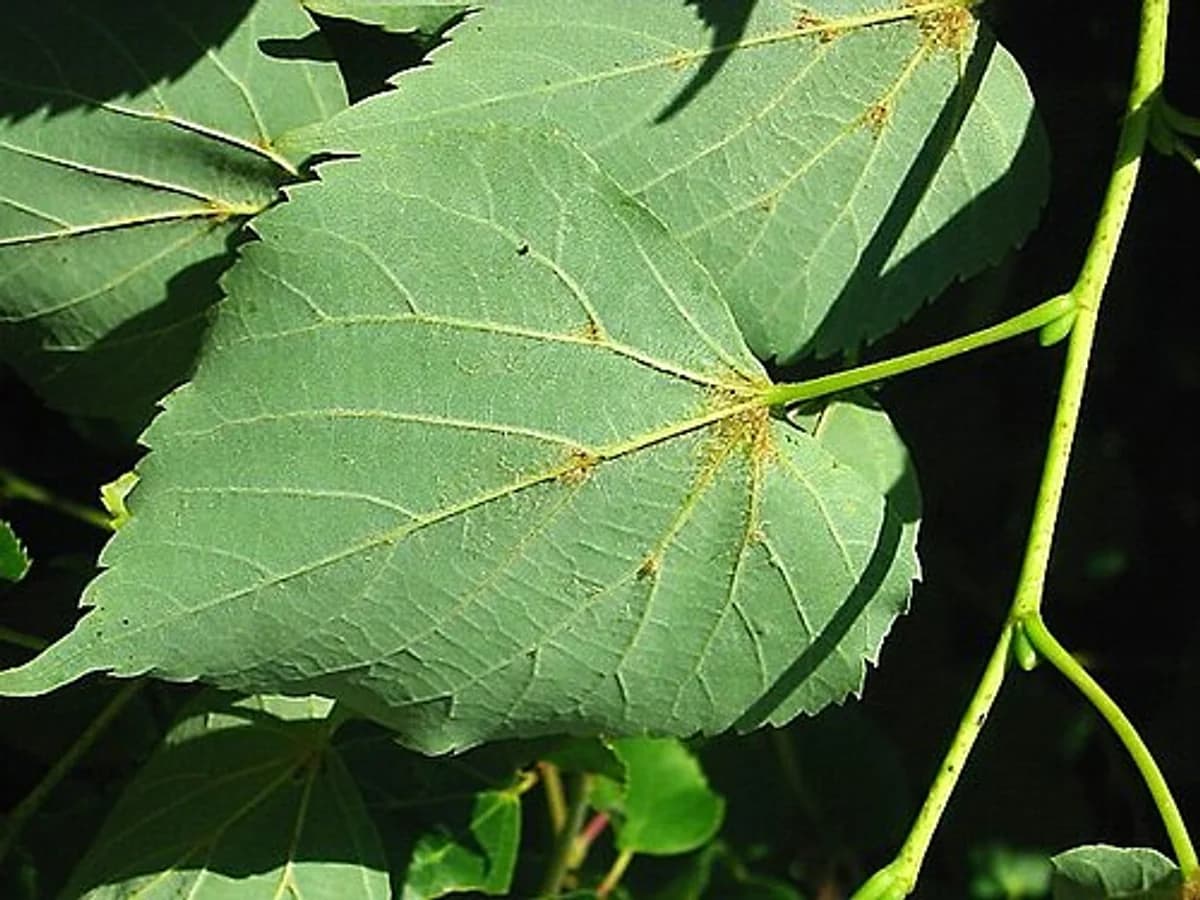 Липа (Tilia cordata) — характерни ботанически белези