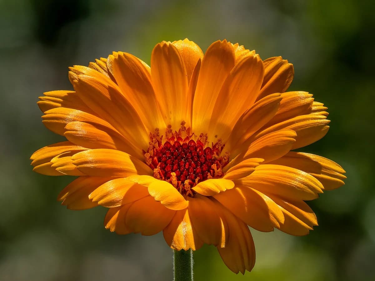 Невен (Calendula officinalis) — характерни ботанически белези