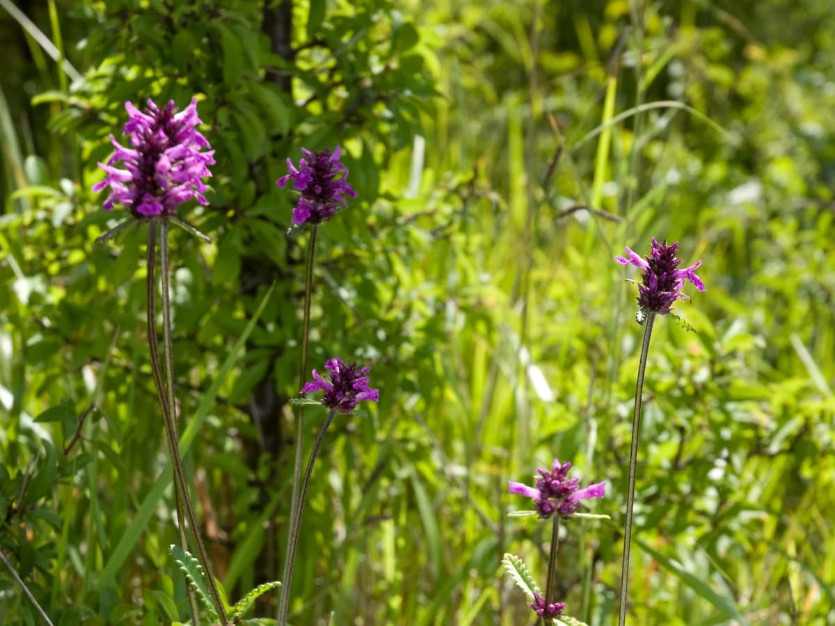 Ранилист (Betonica officinalis) — реална ботаническа фотография