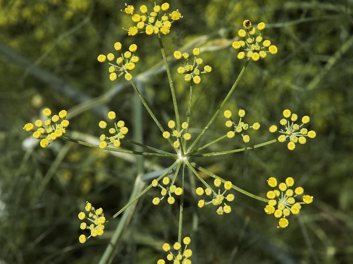 Резене (Foeniculum vulgare) — характерни ботанически белези