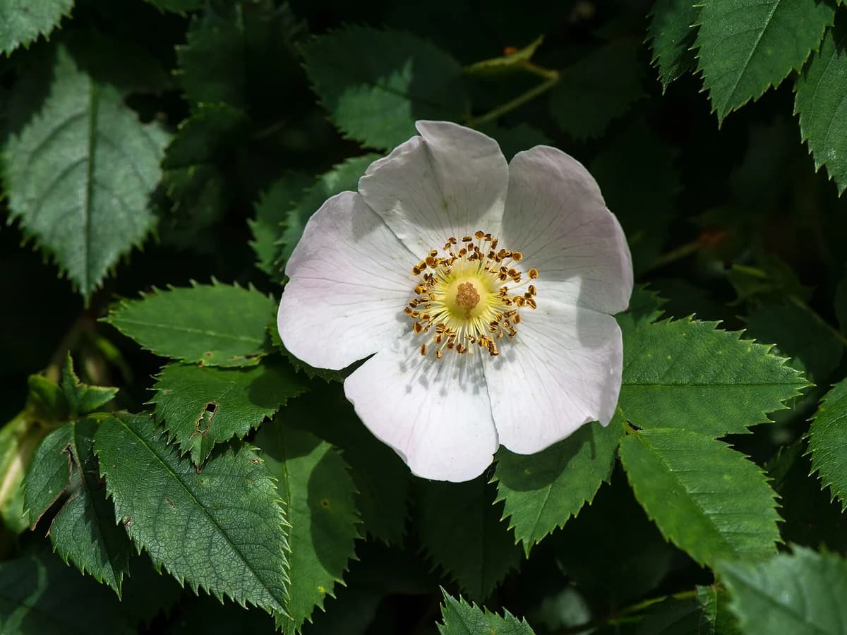 Шипка (Rosa canina) — характерни ботанически белези