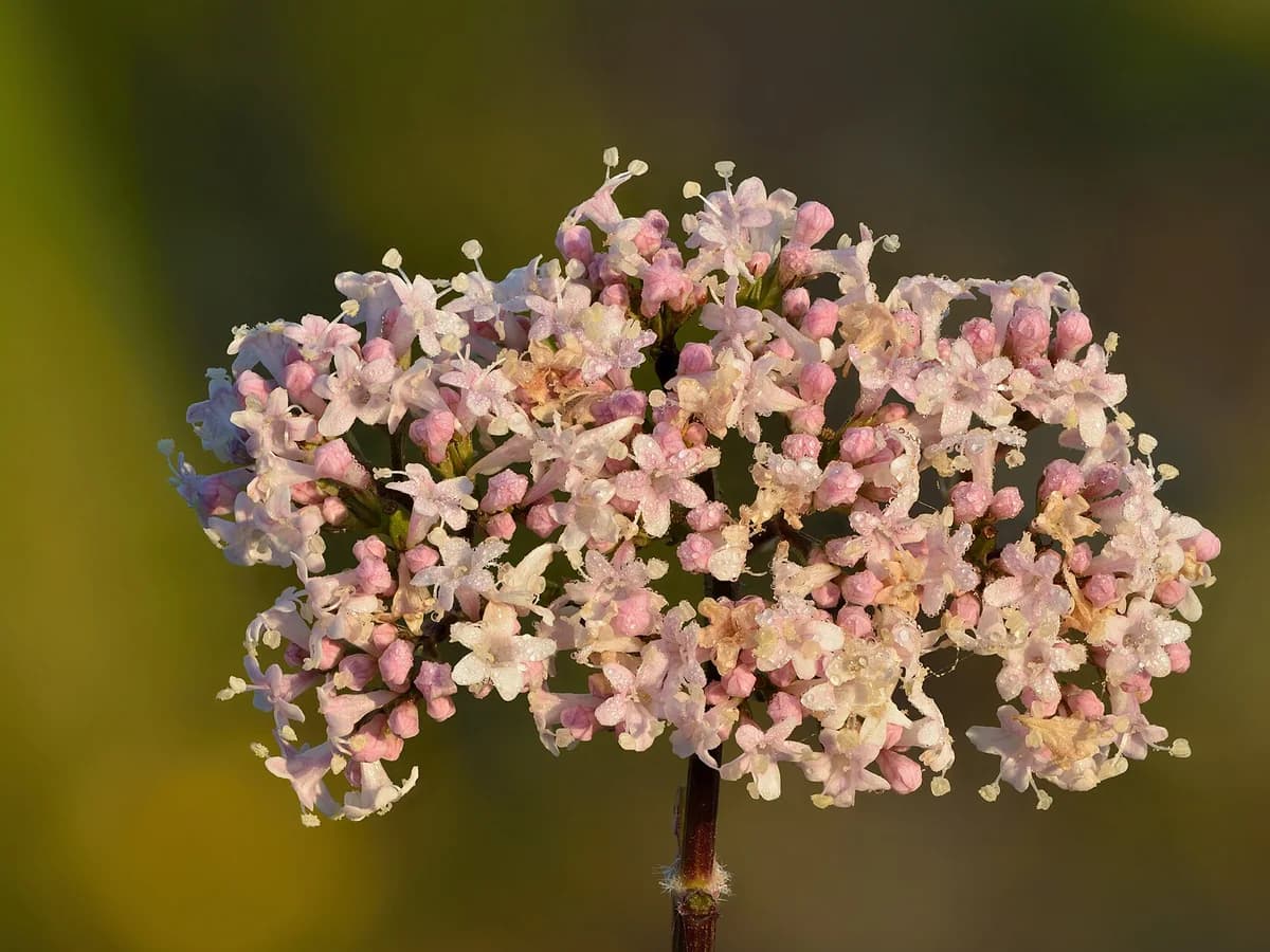 Цъфтяща валериана (Valeriana officinalis)
