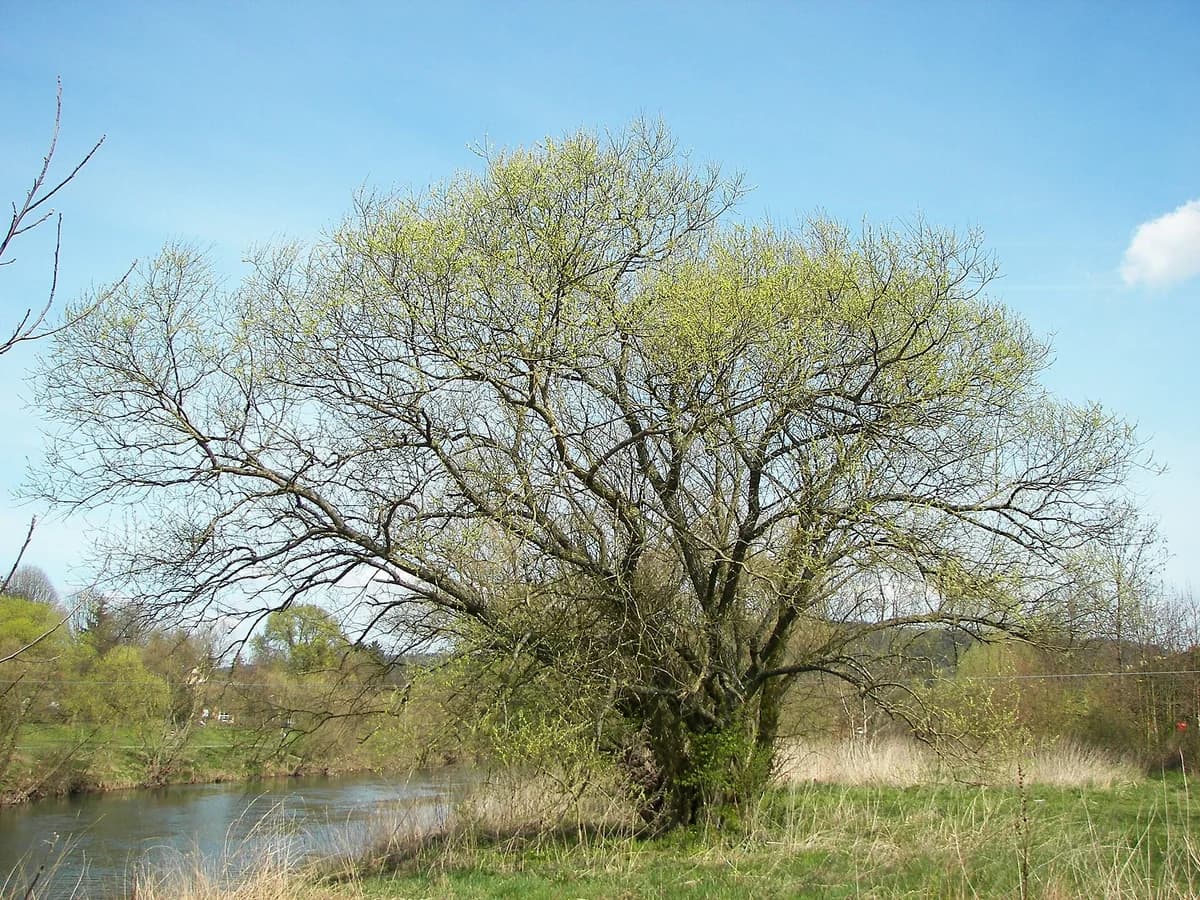 Върба кора (Salix alba) — характерни ботанически белези