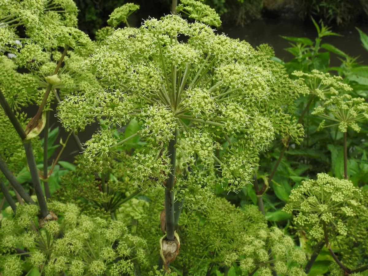 Съцветия на ангелика (Angelica archangelica)