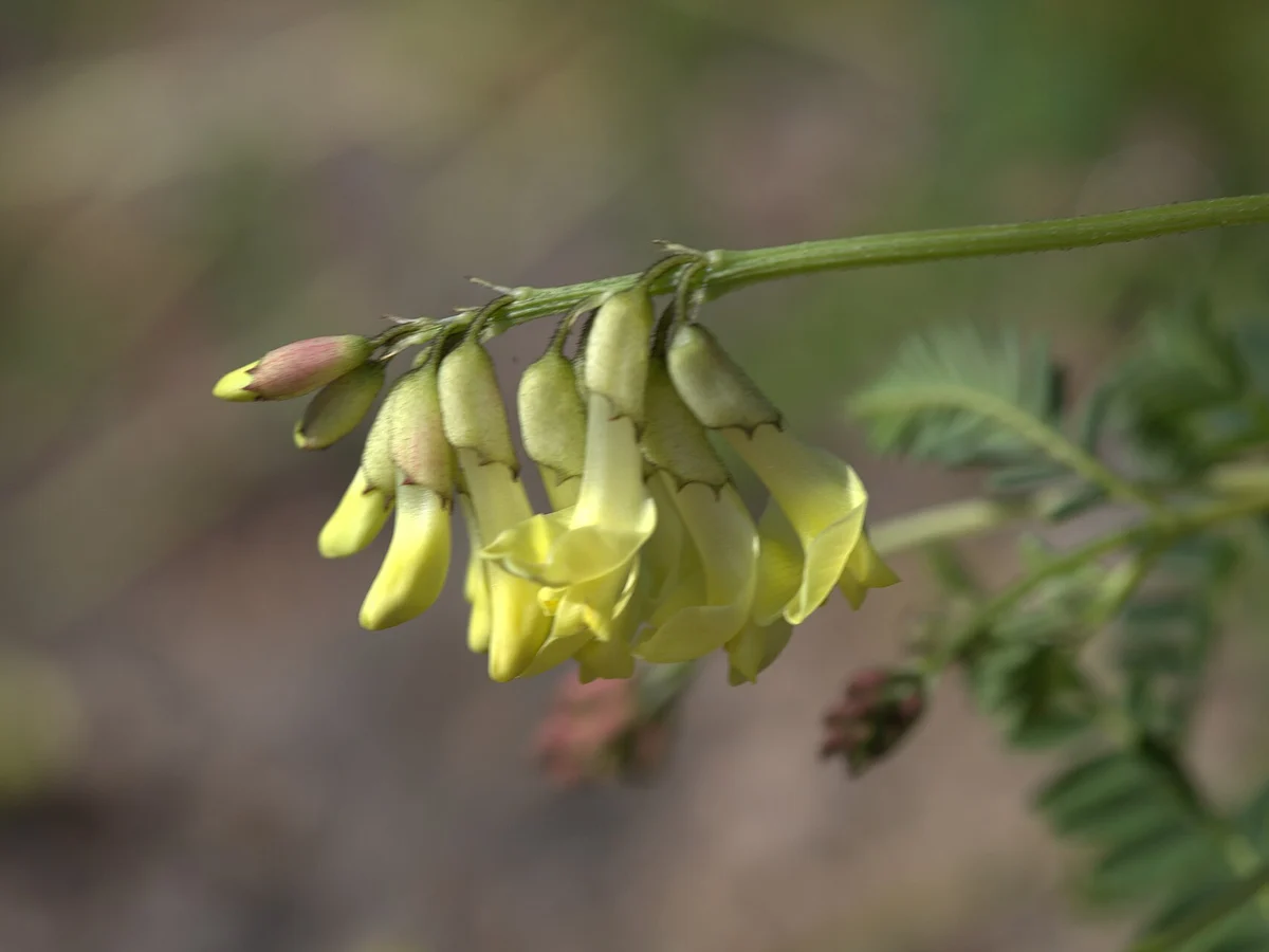 Астрагал (Astragalus membranaceus) — реална ботаническа фотография