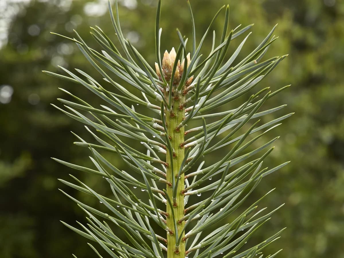 Борова игличка (Pinus sylvestris) — реална ботаническа фотография