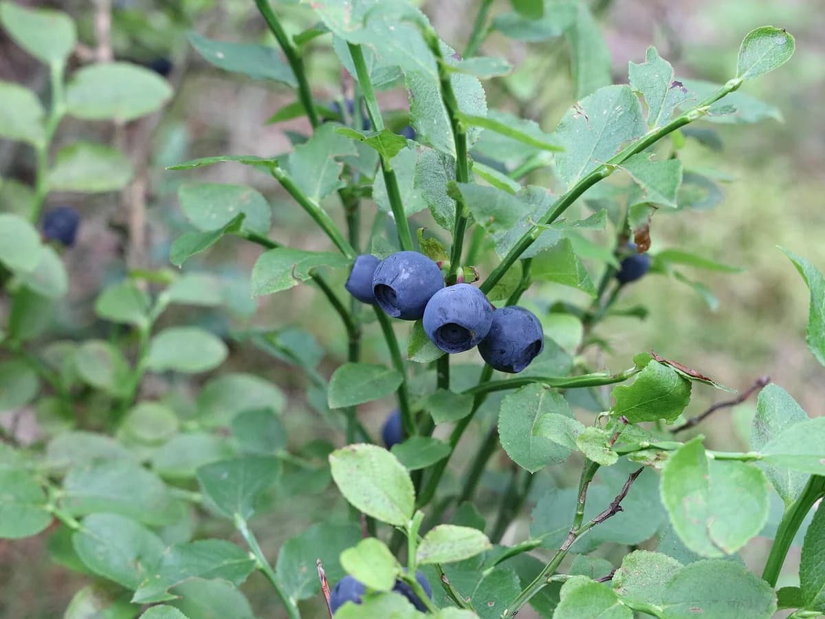 Зрели плодове и листа на черна боровинка (Vaccinium myrtillus)