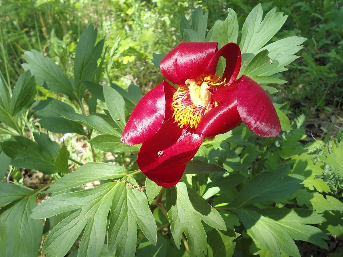 Божур (Paeonia peregrina) — реална ботаническа фотография