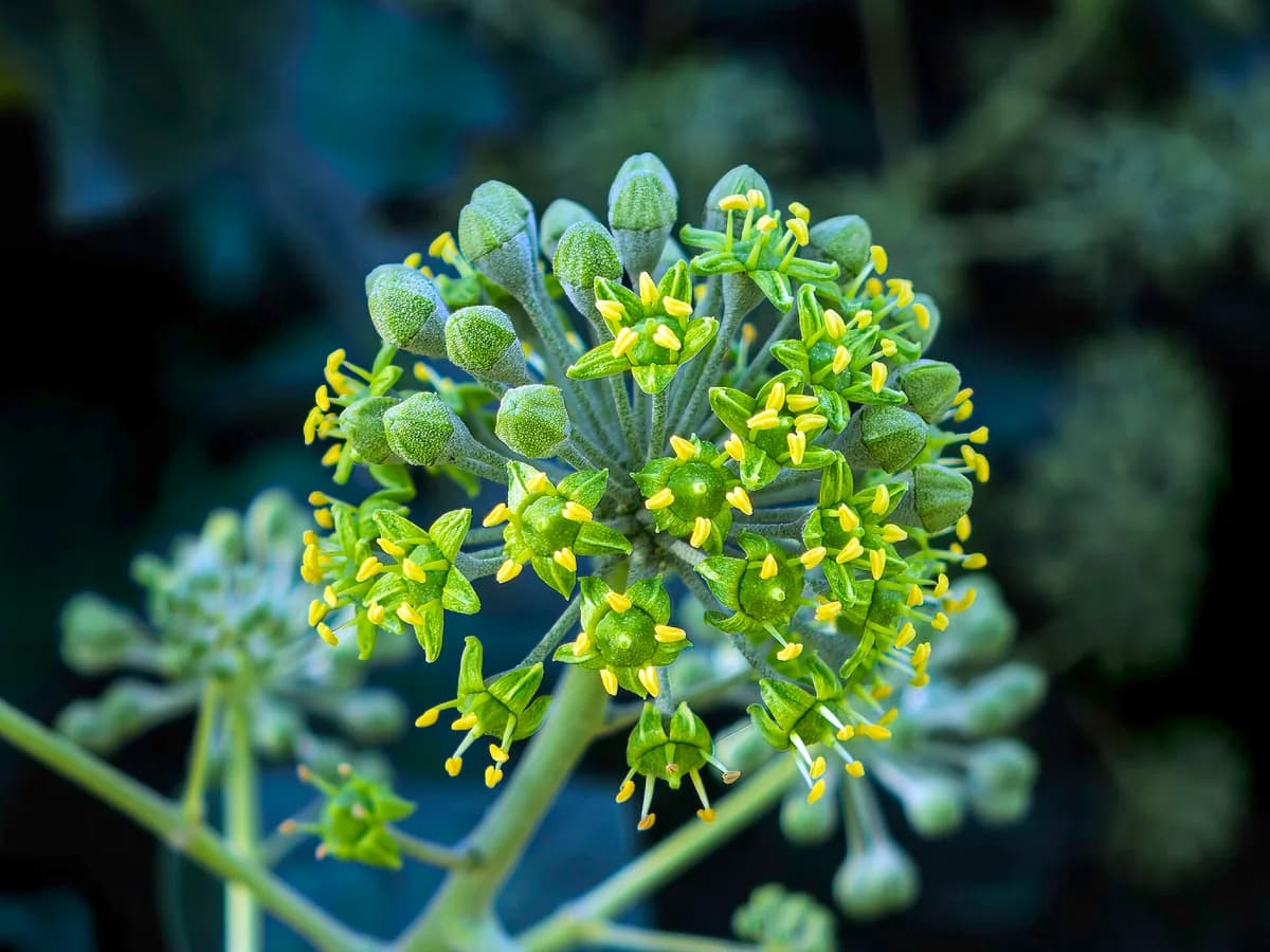 Млади съцветия на бръшлян (Hedera helix)