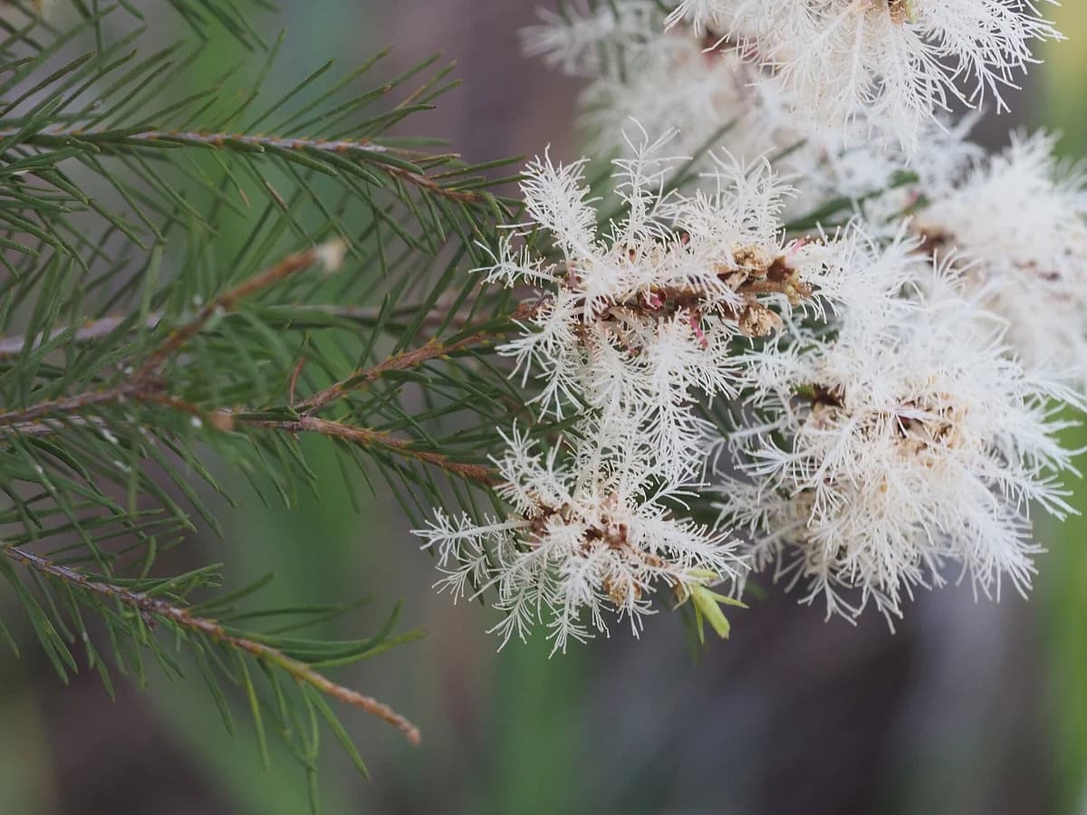 Чаено дърво (Melaleuca alternifolia) — реална ботаническа фотография