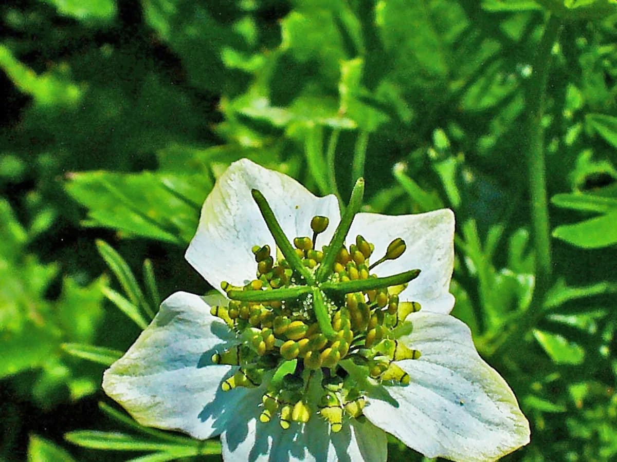 Цвят и фино нарязани листа на черен кимион (Nigella sativa)