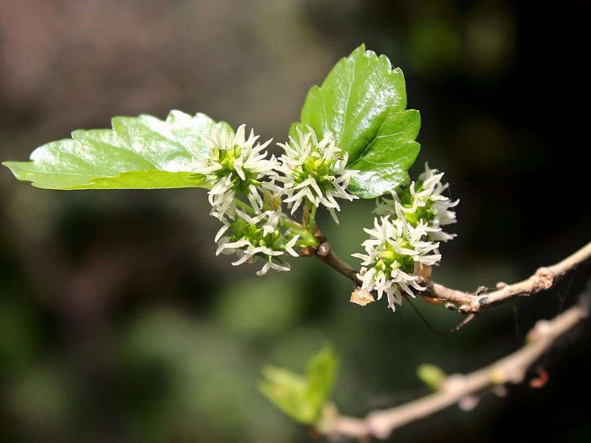 Листа и цветове на бяла черница (Morus alba)