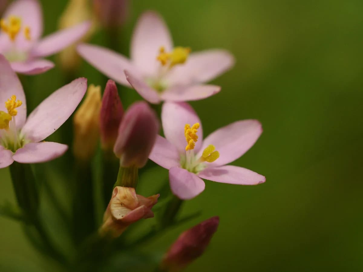 Червен кантарион (Centaurium erythraea) — реална ботаническа фотография