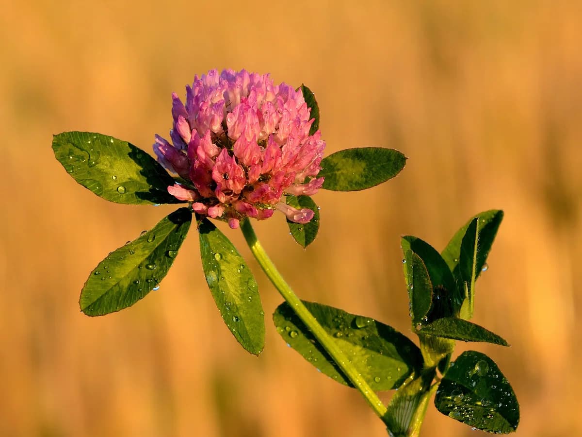 Цъфтяща червена детелина (Trifolium pratense)
