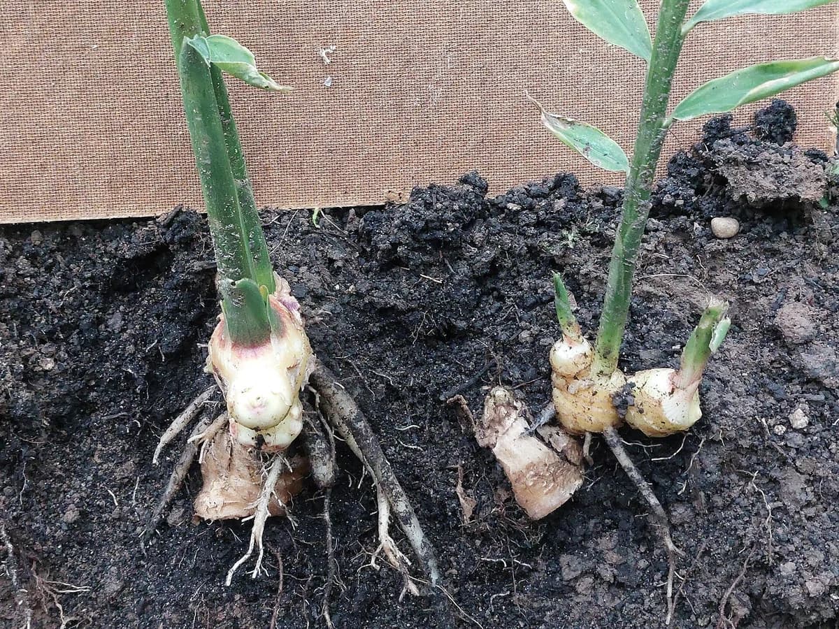 Джинджифил (Zingiber officinale) — реална ботаническа фотография