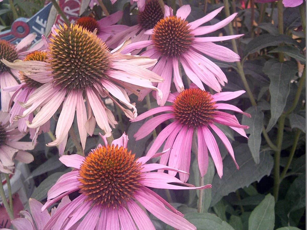 Пурпурен цвят на ехинацея (Echinacea purpurea)