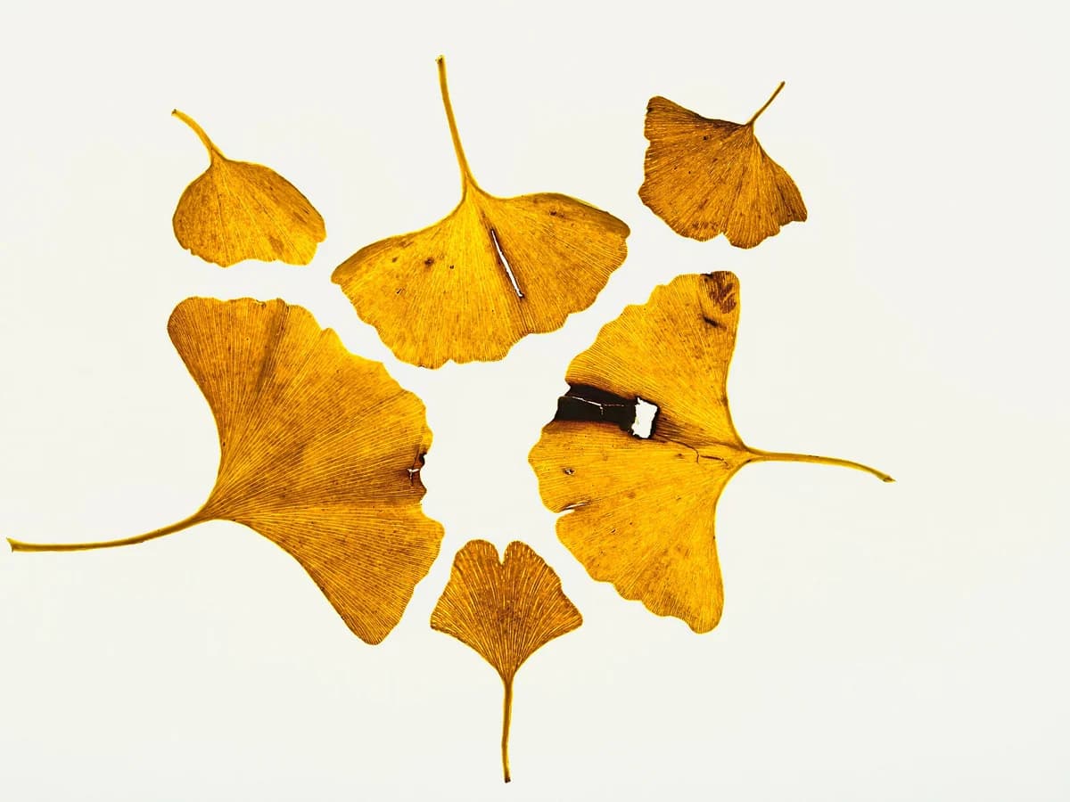 Гинко билоба (Ginkgo biloba) — реална ботаническа фотография