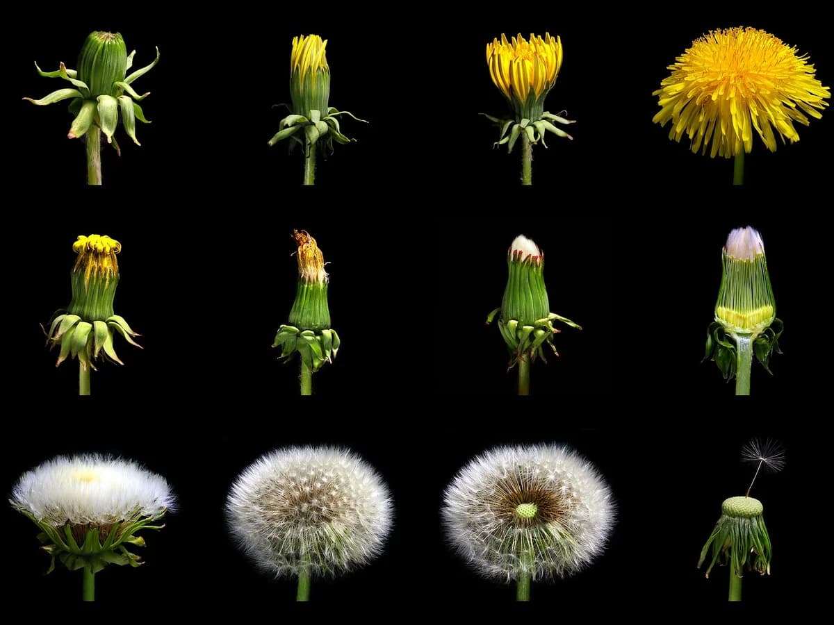 Глухарче (Taraxacum officinale) — характерни ботанически белези