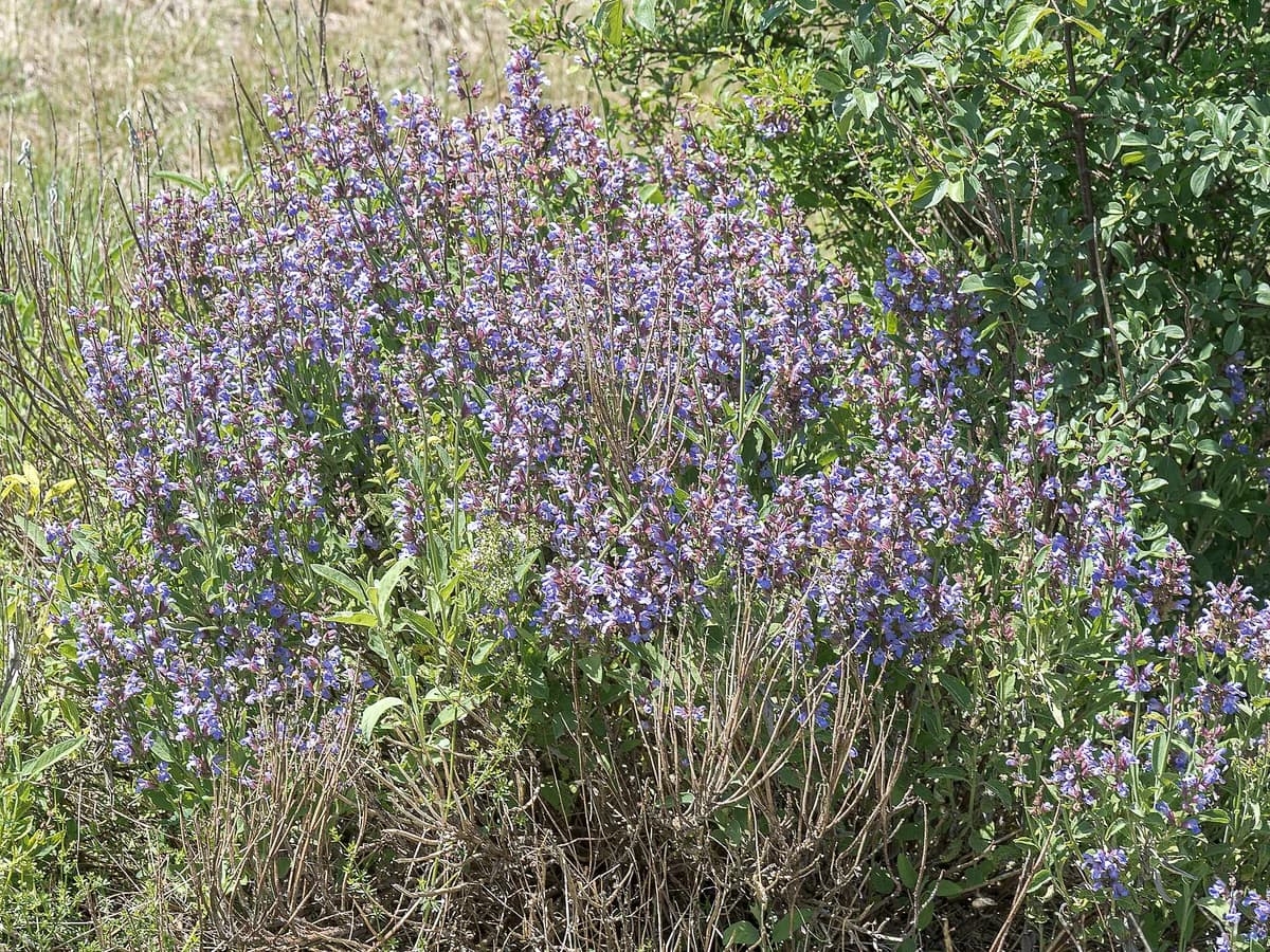 Градински чай (Salvia officinalis) — характерни ботанически белези