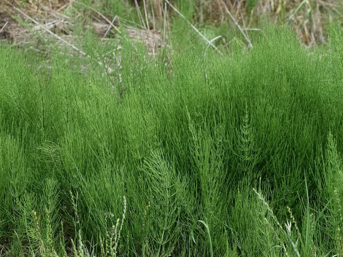 Хвощ (Equisetum arvense) — характерни ботанически белези