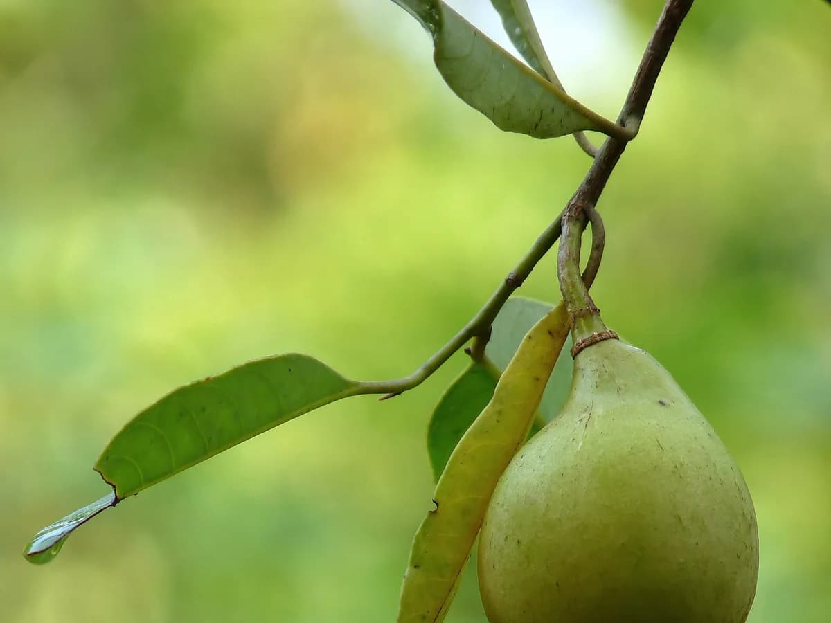 Индийско орехче (Myristica fragrans) — реална ботаническа фотография
