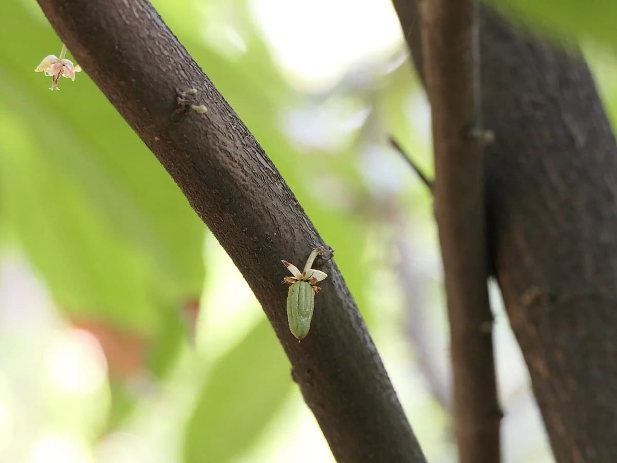Какао (Theobroma cacao) — реална ботаническа фотография