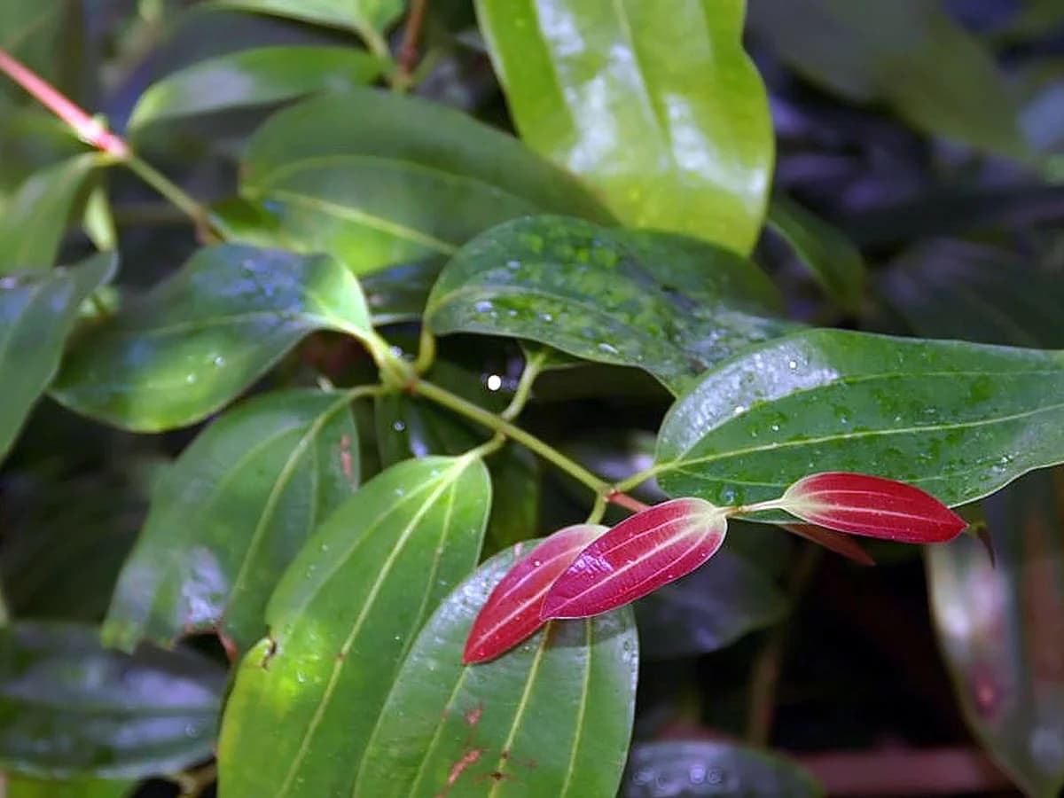 Канела (Cinnamomum verum) — характерни ботанически белези