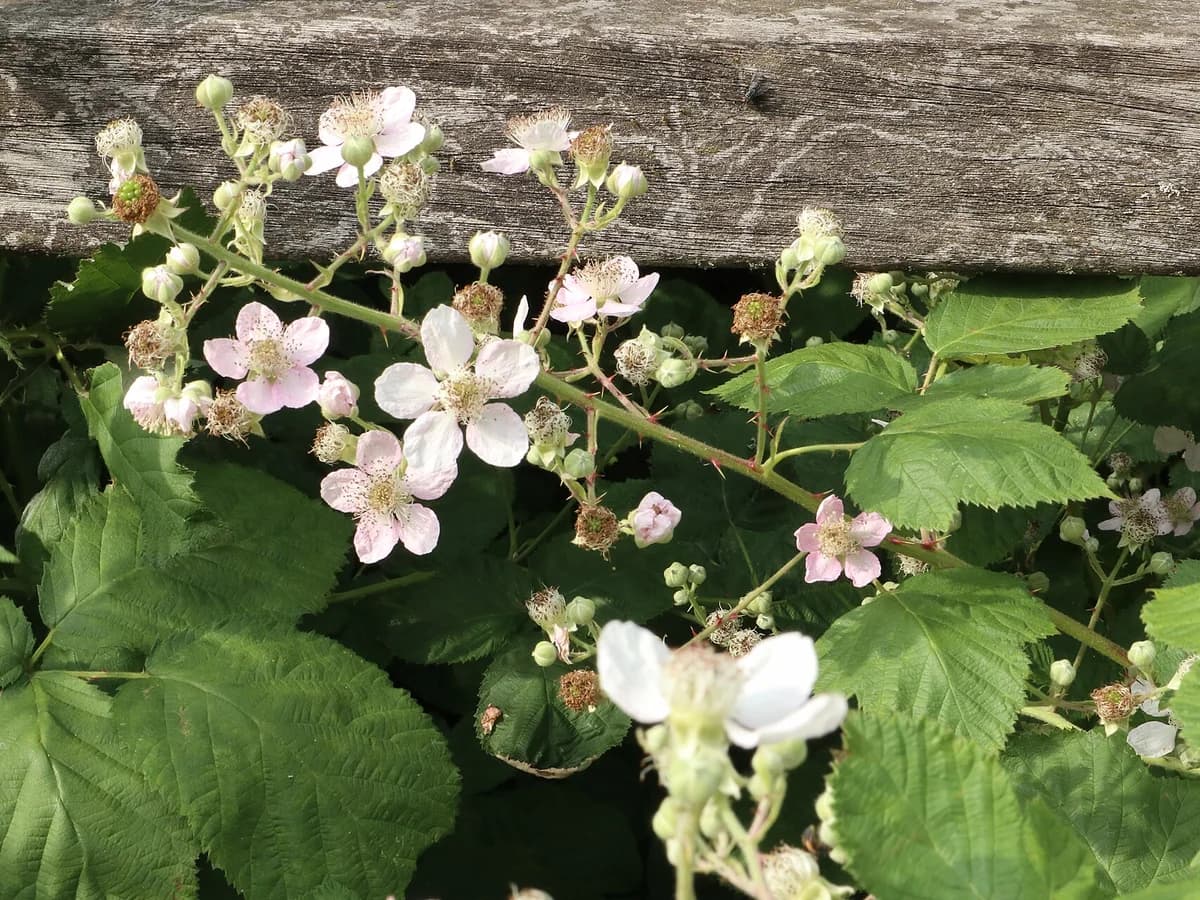 Къпина лист (Rubus fruticosus) — характерни ботанически белези