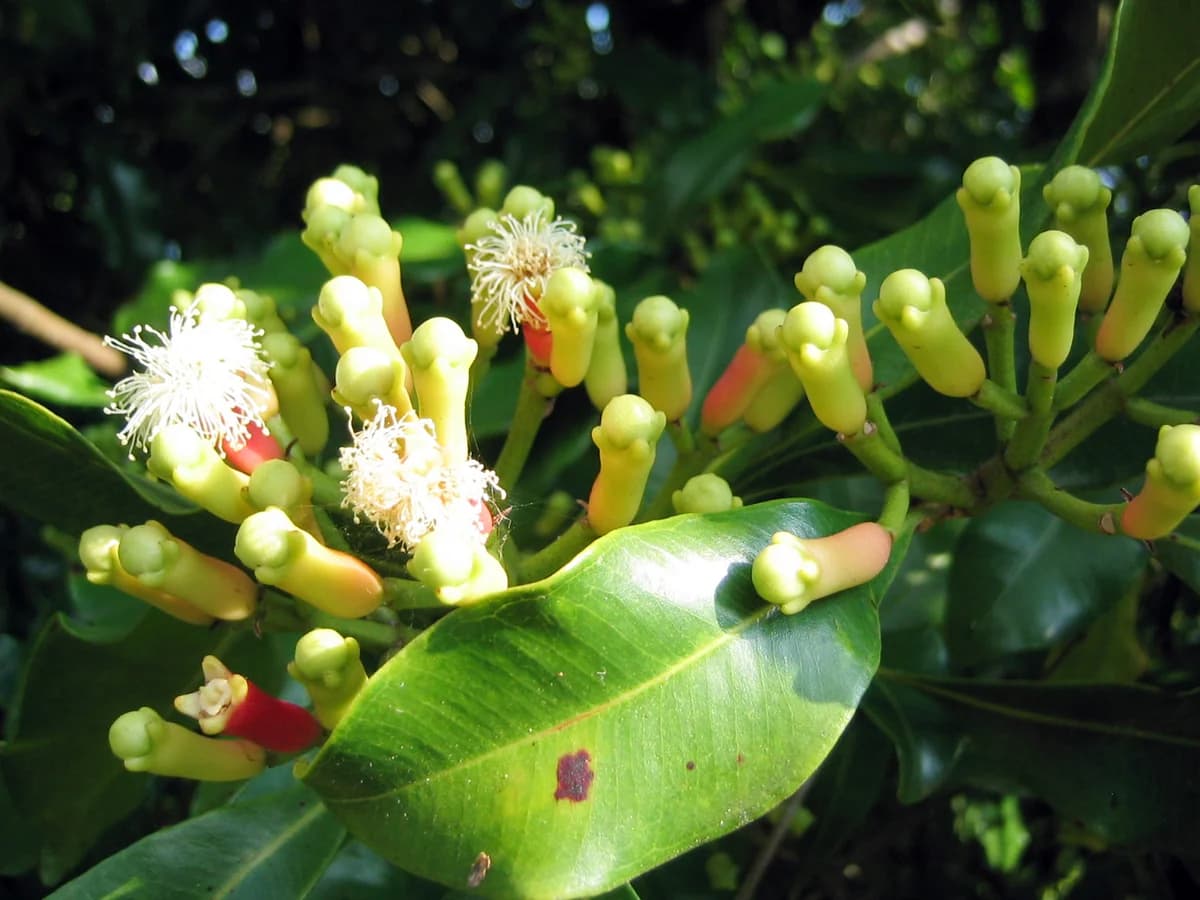 Карамфил (Syzygium aromaticum) — характерни ботанически белези