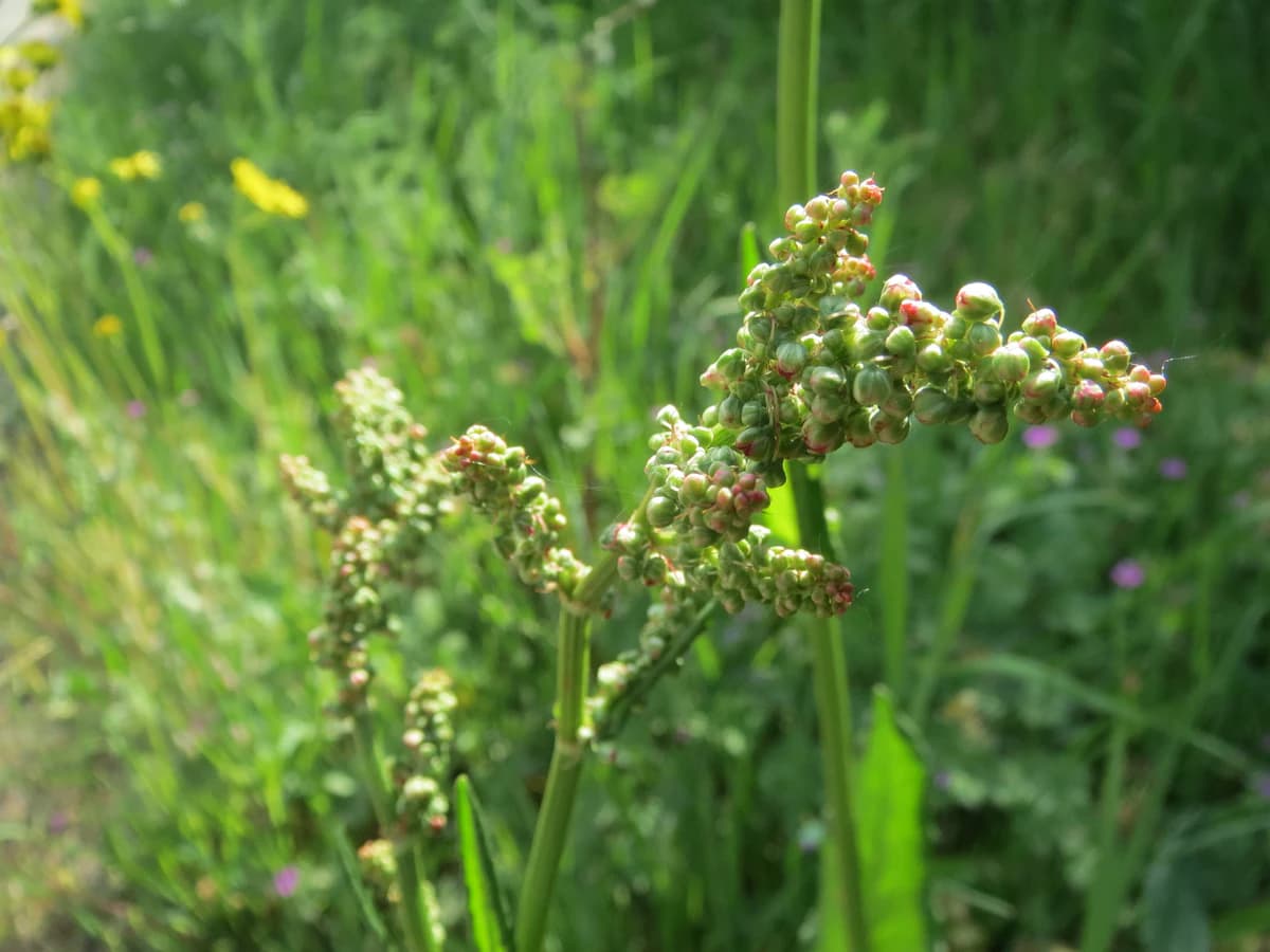 Киселец (Rumex acetosa) — характерни ботанически белези