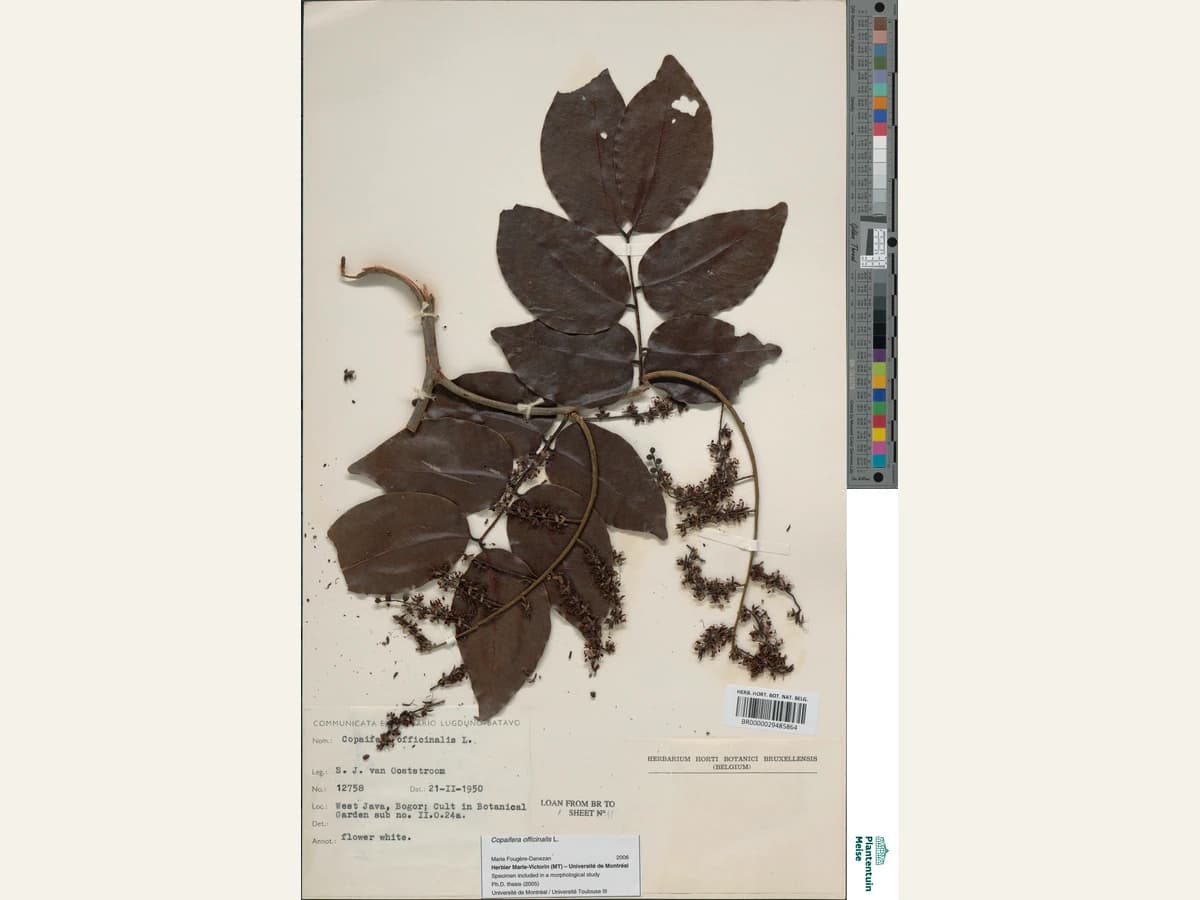 Копайба (Copaifera officinalis) — хербариен образец BR0000029485864, Meise Botanic Garden
