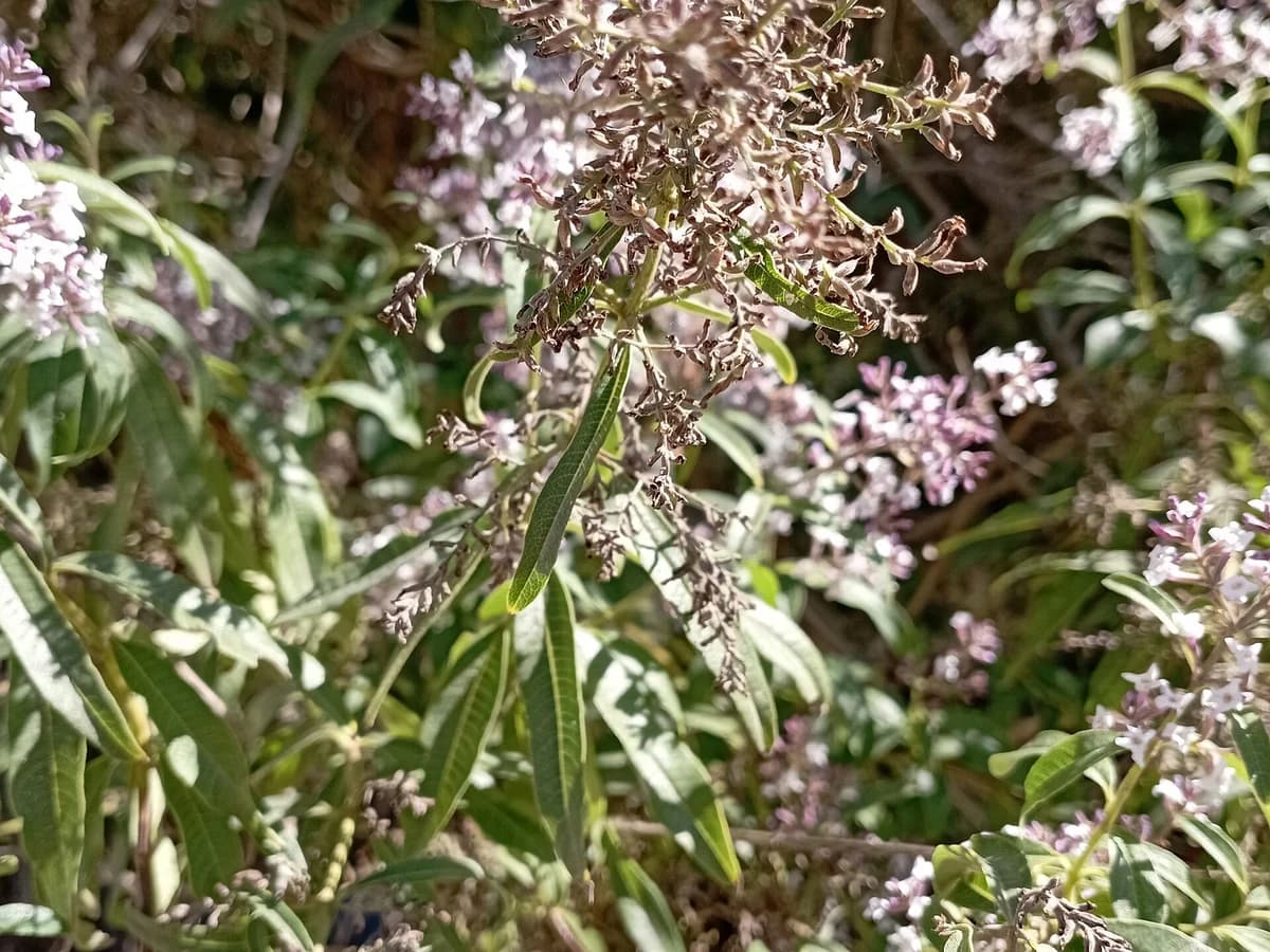 Лимонова върбинка (Aloysia citrodora) — реална ботаническа фотография