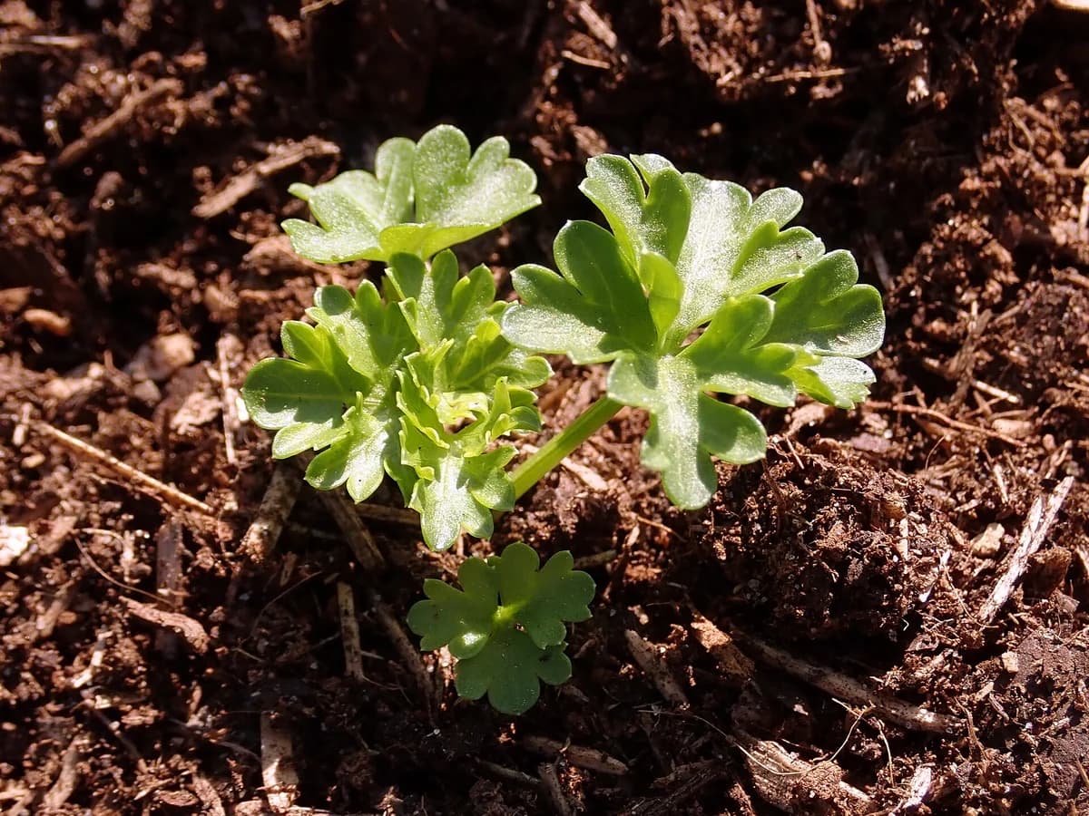Магданоз (Petroselinum crispum) — характерни ботанически белези