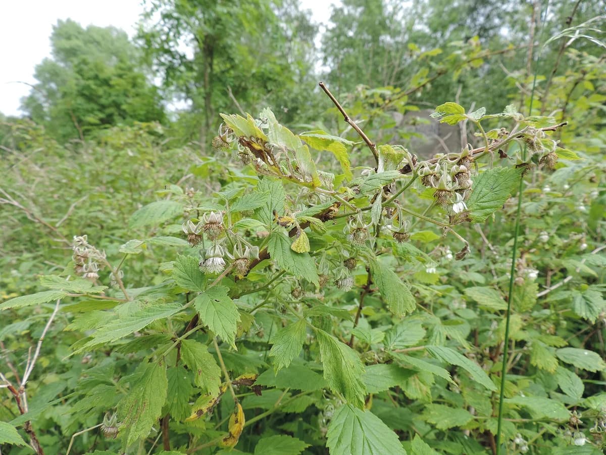 Малина лист (Rubus idaeus) — характерни ботанически белези